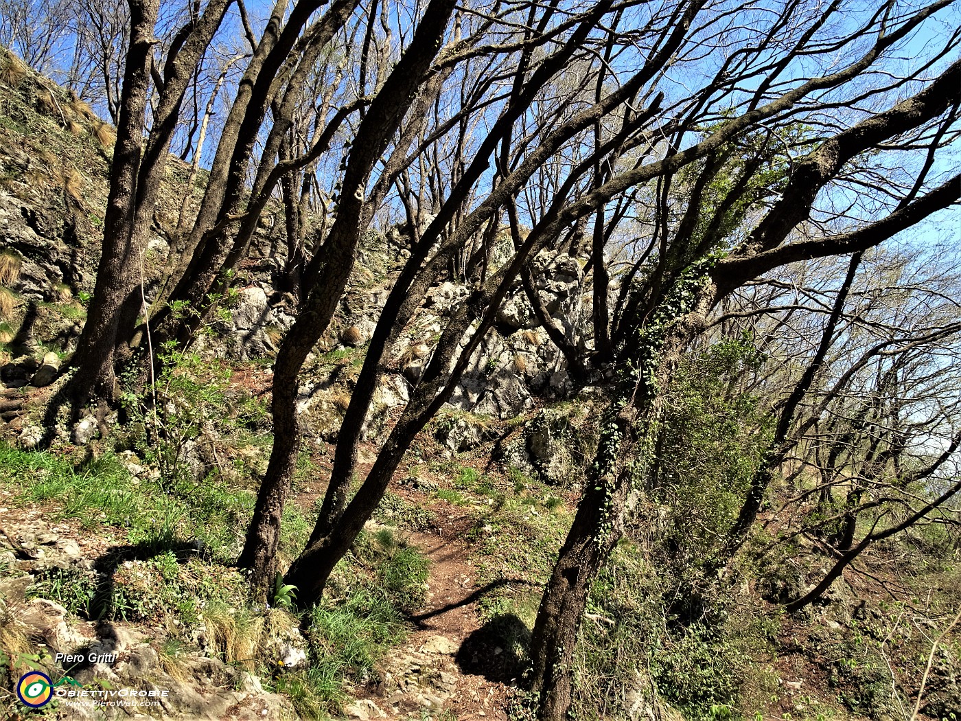 77 Risalgo dalla grotta sul ripido sentierino tra carpini neri piegati a valle dal vento.JPG